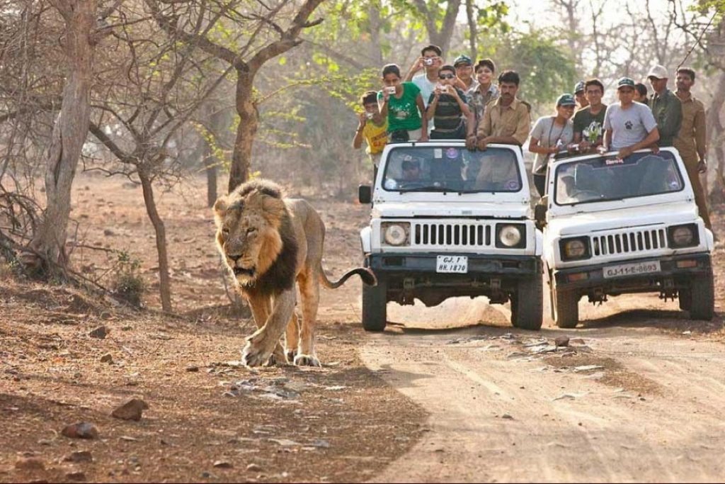 Gir Forest Gallery