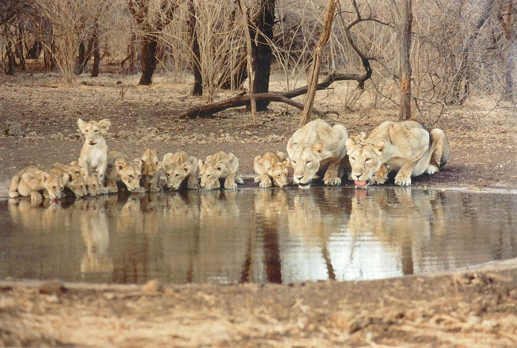 Gir Forest Gallery