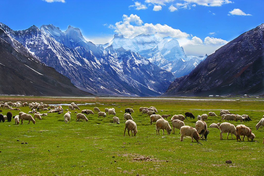 Leh Ladakh Gallery