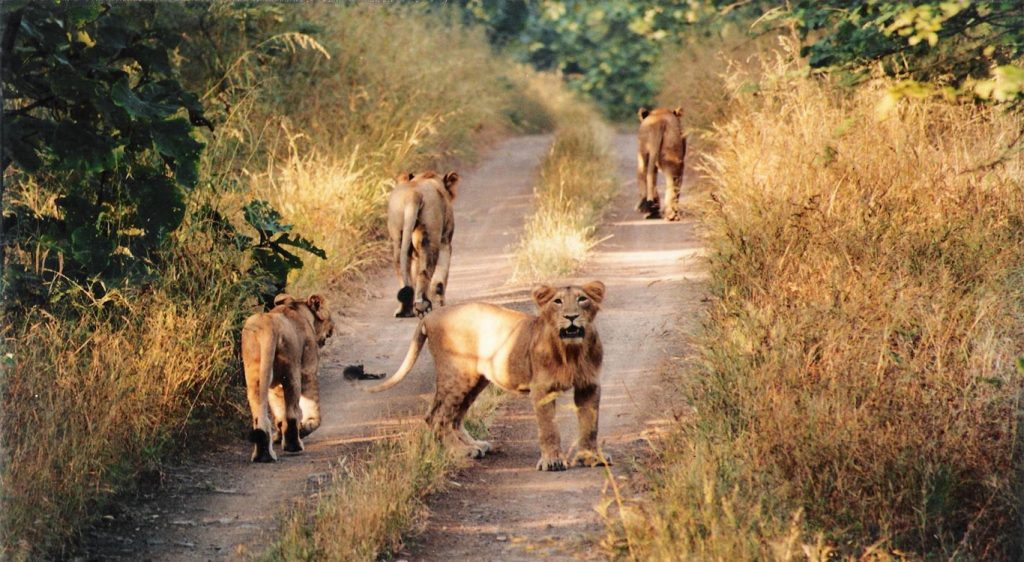 Gir Forest Media